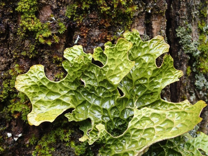 Lobaria pulmonaria (5)-redim1024.JPG