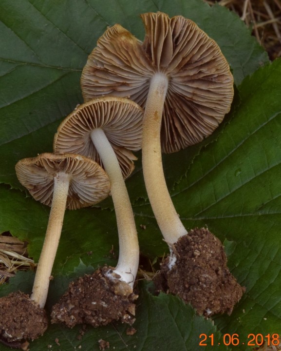 DSC_0267_01.JPG