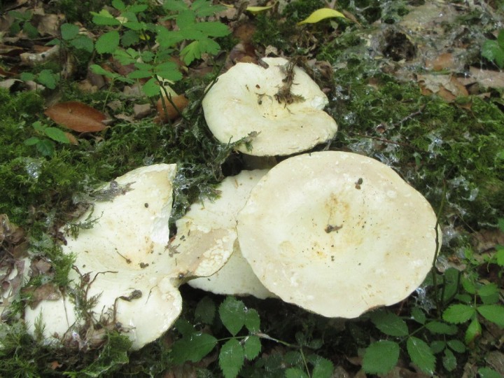 Russula chloroides_aconf_puxieux (2).JPG