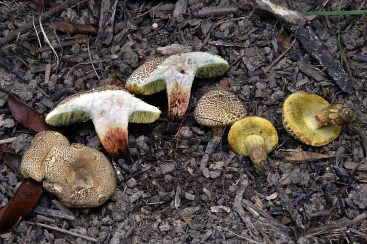 DSC_0131.jpg