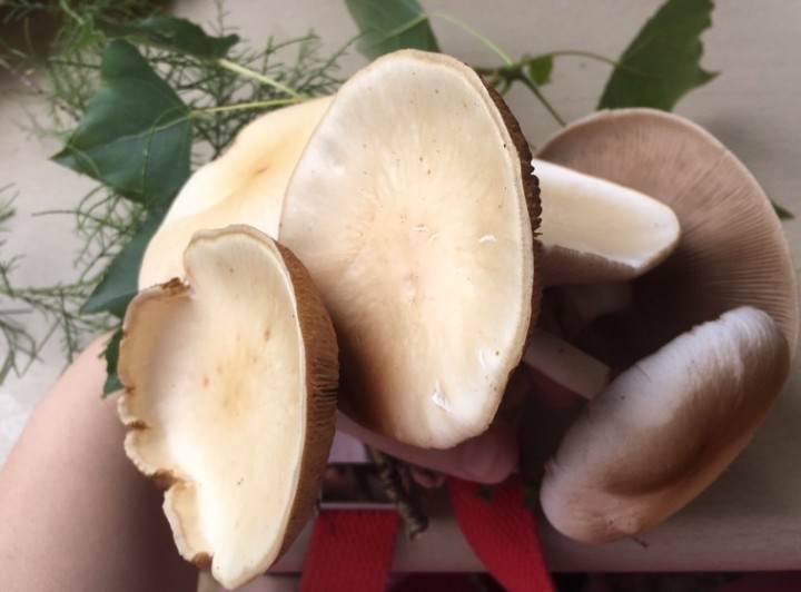 NidPhilotesPeuplierFeuillesArbres2