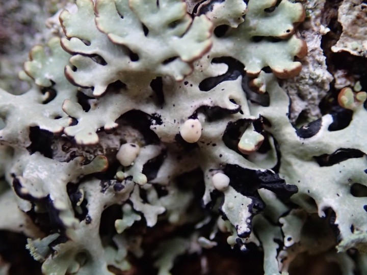 Tremella hypogymniae (1)-redim1024.JPG
