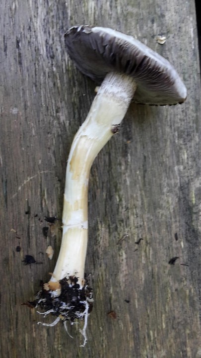 20180628_090729No.jpg