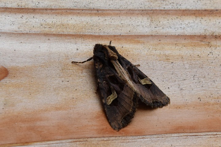 DSC_0061.jpg
