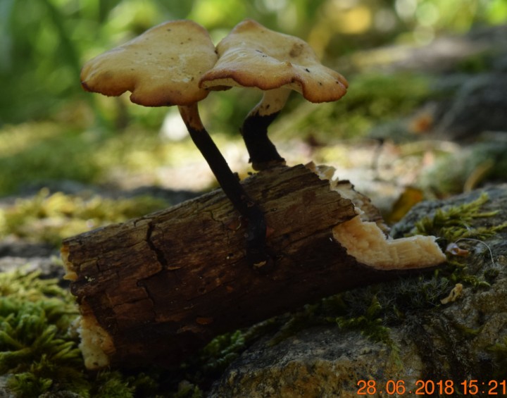 DSC_0297_01.JPG