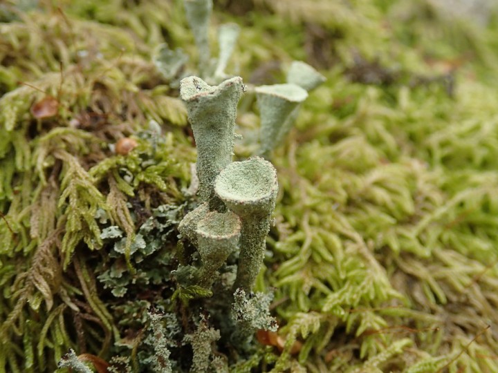 Cladonia pleurota (1)-redim1024.JPG