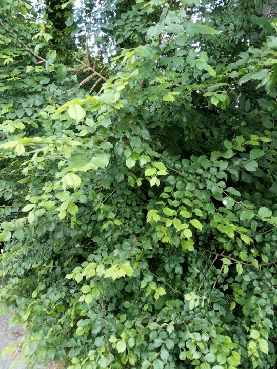 IMG_20180617_122527 cc.jpg