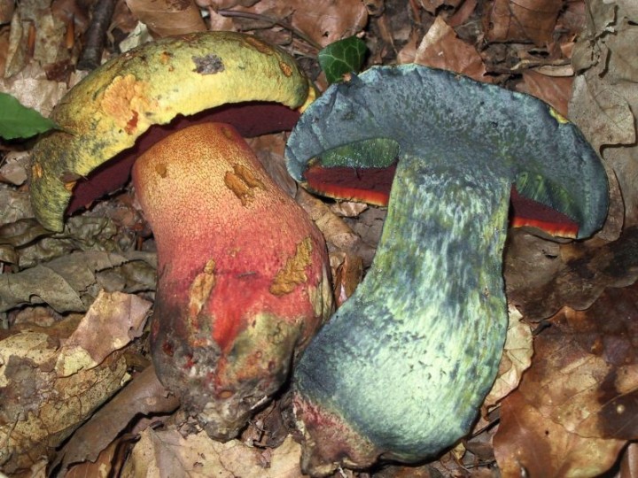 luteocupreus5a.jpg