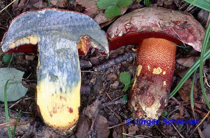 rhodoxanthus10.jpg