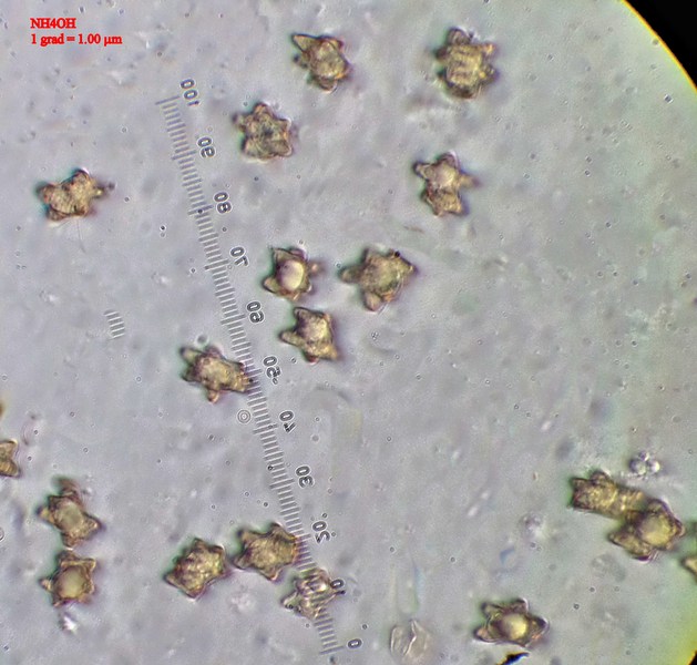 spores 2.JPG