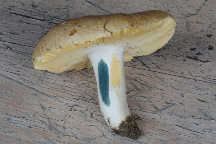 DSC_0137.jpg