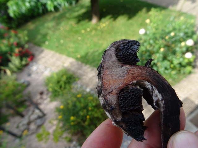DSC00508.jpg