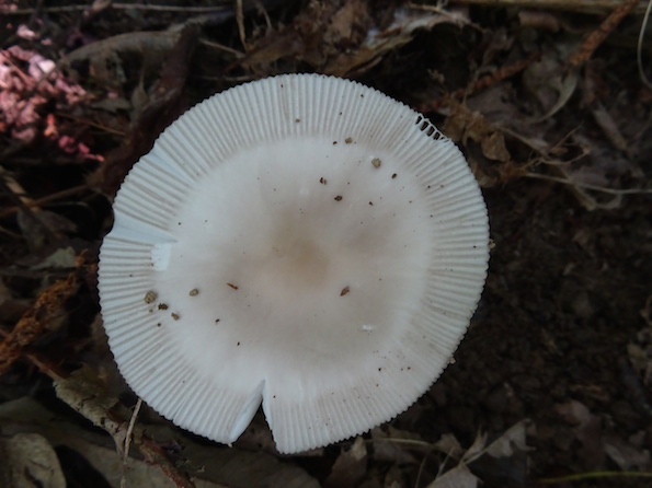 DSC00764.JPG