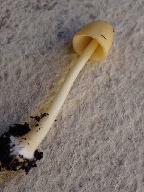 DSC00945.jpg