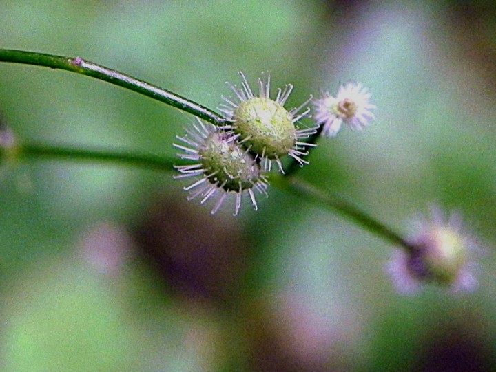 DSCN9256b.JPG