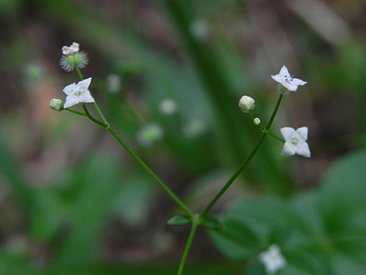 DSCN9258b.JPG
