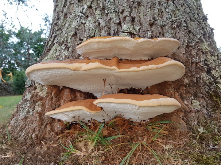 champignon_vue_du_dessous.jpg