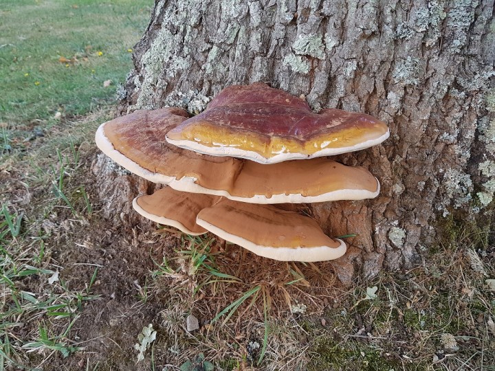 champignon_vue_du_dessus.jpg