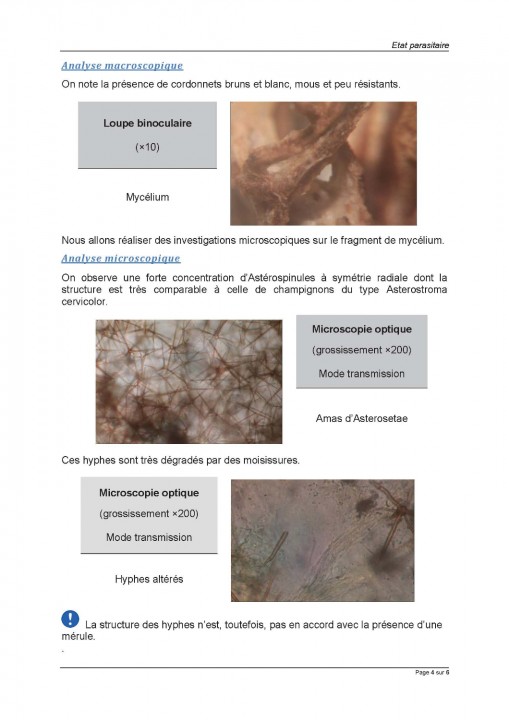 ECH 1 - Rapport d'analyses .jpg
