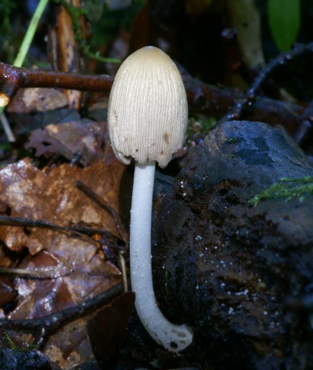 Coprinus 01.jpg