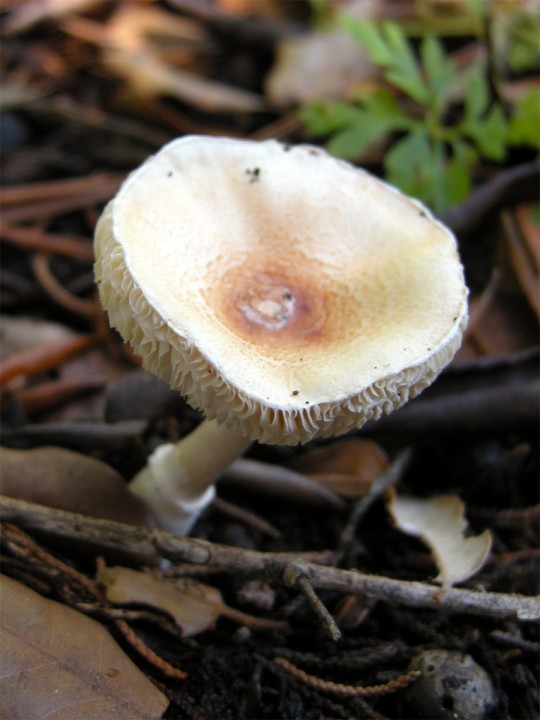 Cliquer sur l'image pour agrandir