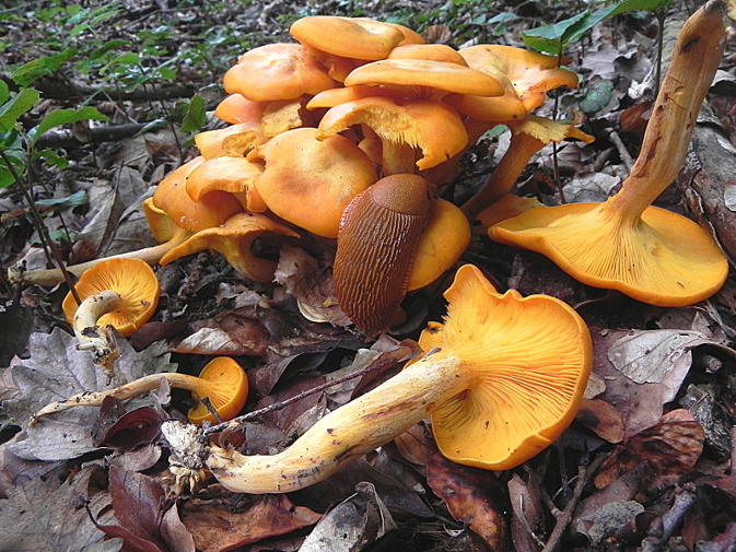DSCN0257b.JPG