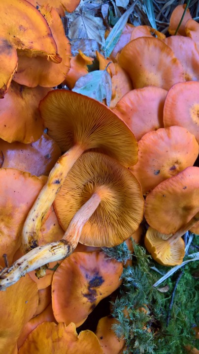 WP_20180816_18_53_49_Rich.jpg