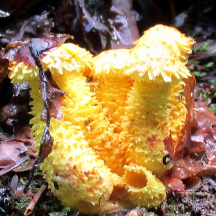 champignon-(1).tif.jpg