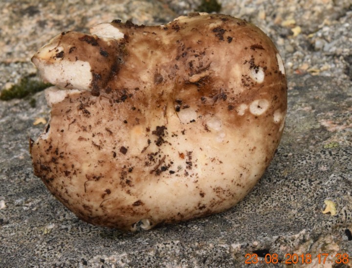 DSC_0453_01.JPG