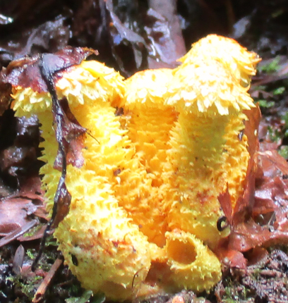 champignon.jpg