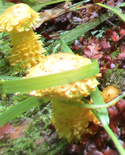 champignon2.jpg