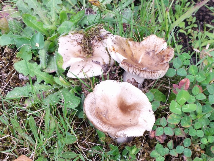 Cliquer sur l'image pour agrandir