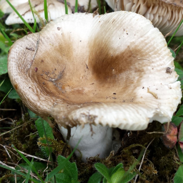 Cliquer sur l'image pour agrandir