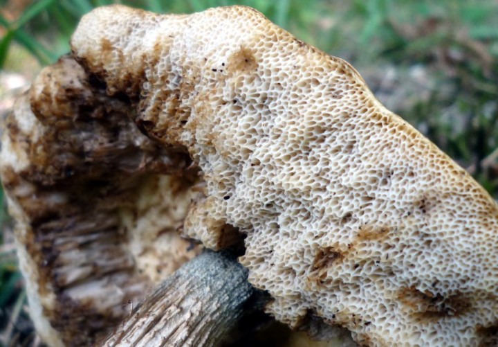 L1320073 (copie 1).JPG