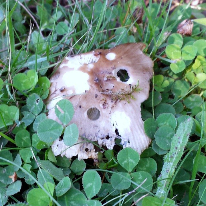 Cliquer sur l'image pour agrandir