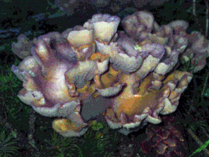 P9070153_c-001.jpg