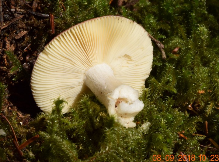 DSC_0515_01.JPG