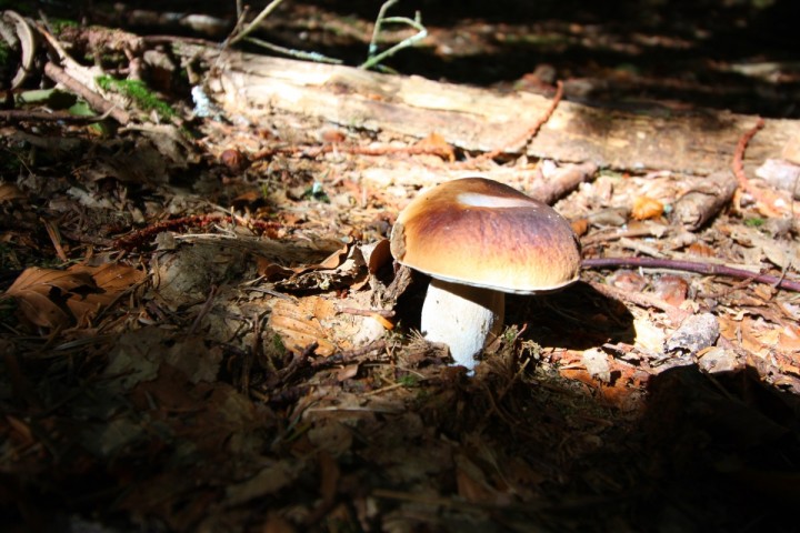 boletus reticulatus appendiculatus -.JPG