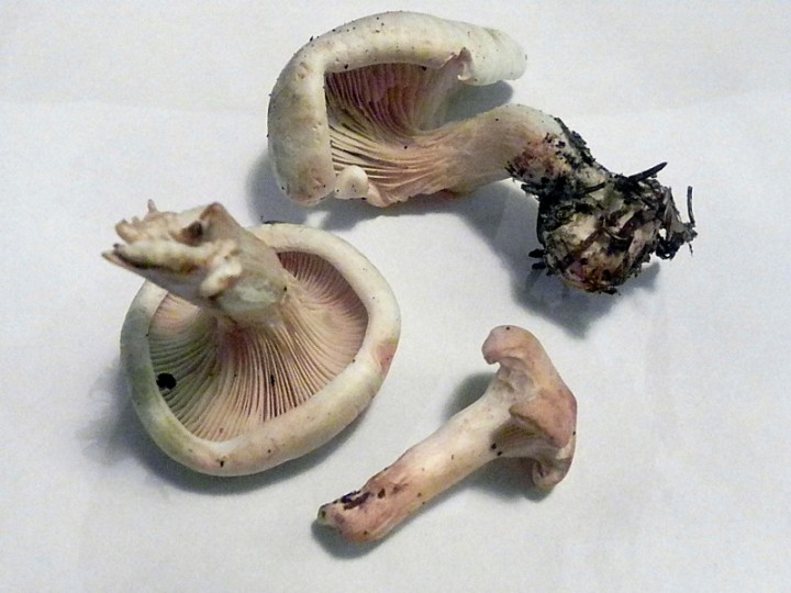 DSCN9555b.JPG
