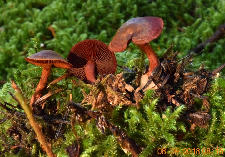 DSC_0500_01.JPG
