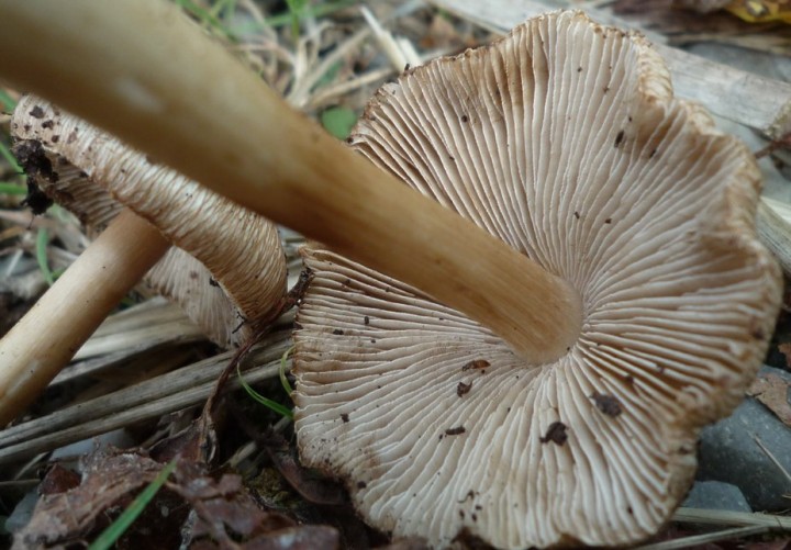L1320093 (copie 1).JPG