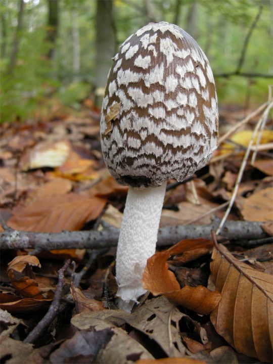 Cliquer sur l'image pour agrandir