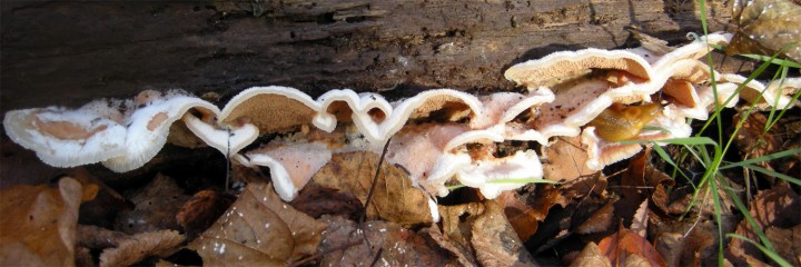 Cliquer sur l'image pour agrandir