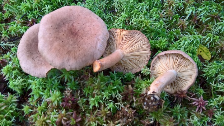 WP_20180912_10_29_42_Rich.jpg