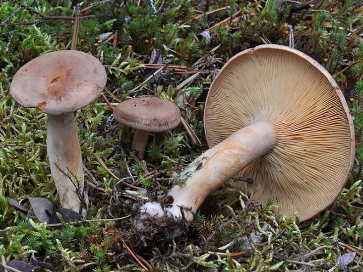 Lactarius_helvus_2015.jpg