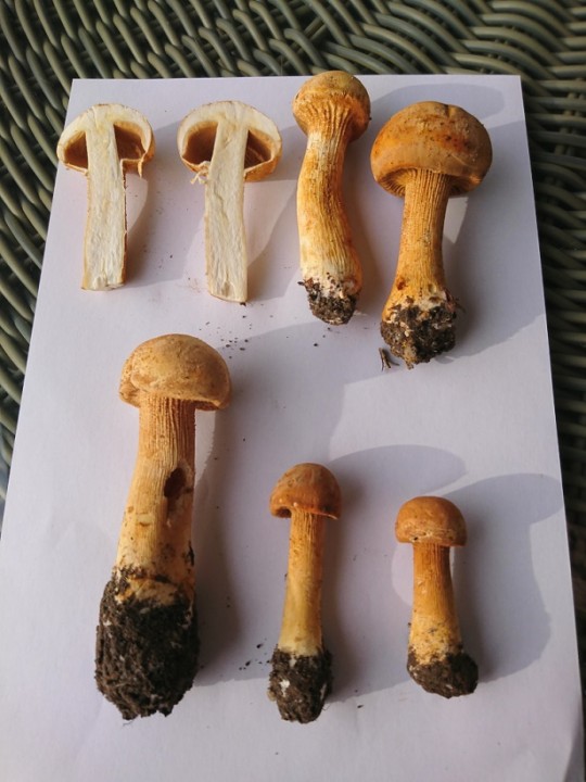 Ph_Au2.JPG