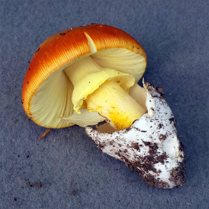 Cliquer sur l'image pour agrandir