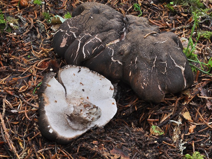 Boletopsis_leucomelaena.jpg