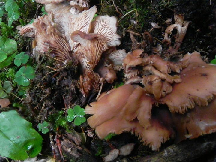 DSCN9629b.JPG