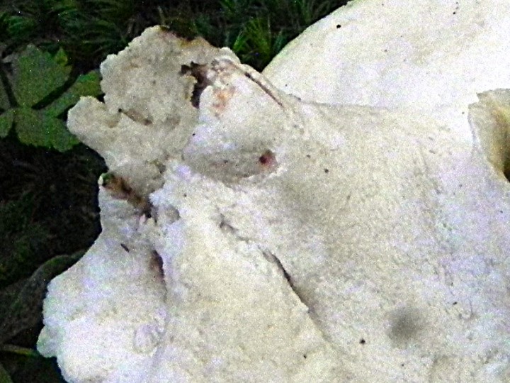 DSCN9641a.JPG